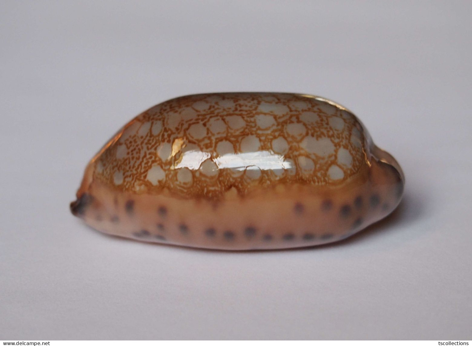 Cypraea Scurra - Schelpen