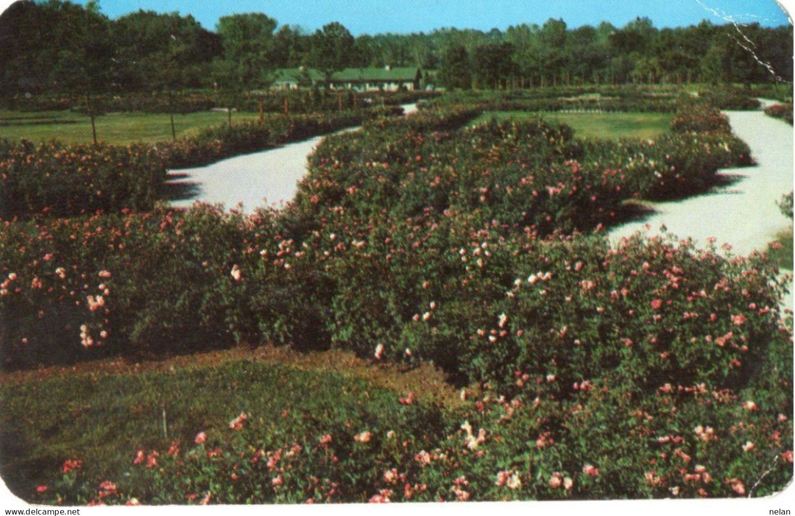 AN OVERAL VIEW THE PARK OF ROSES - COLUMBUS OHIO - Columbus