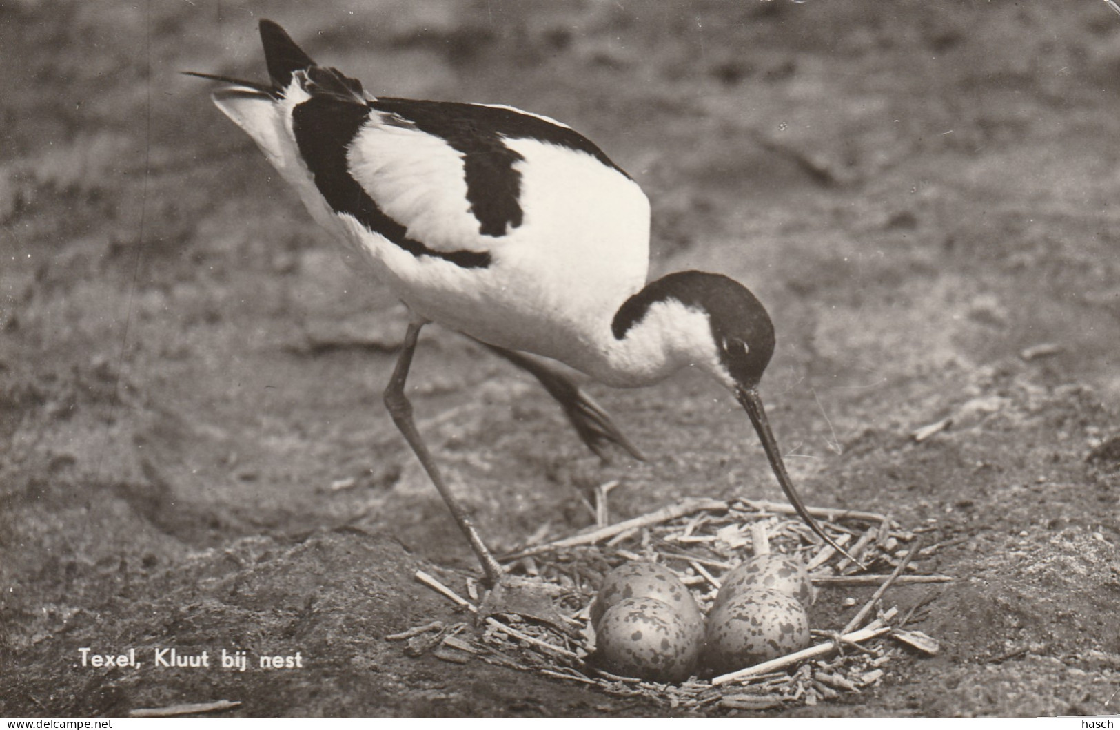 4924 116 Texel, Kluut Bij Nest.(Kleine Vouwen In De Hoeken)  - Texel