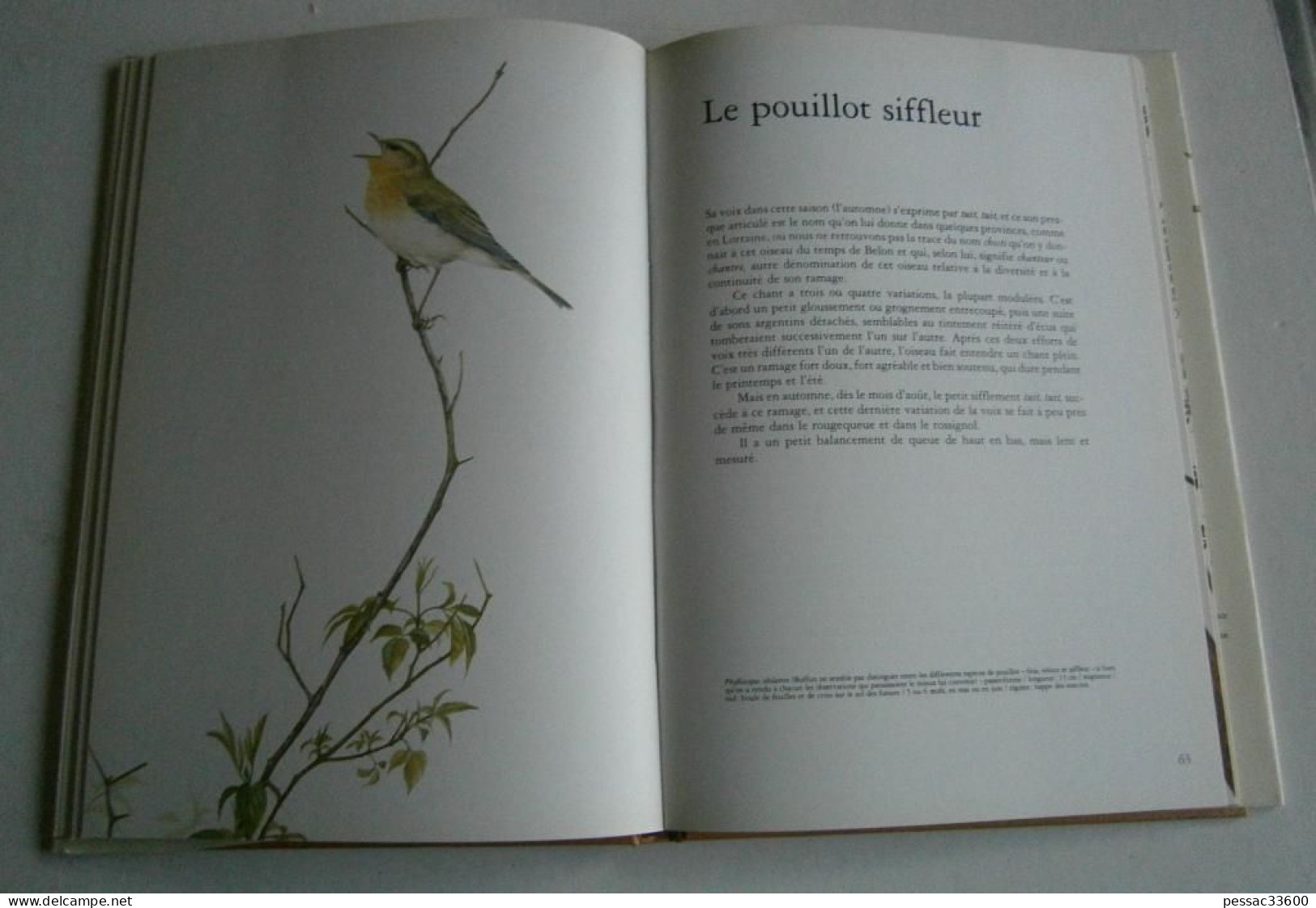 Portraits d’oiseaux de nos bois et de nos jardins  Terence Lambert RE BE édition Elsevier-Sequoia 1977