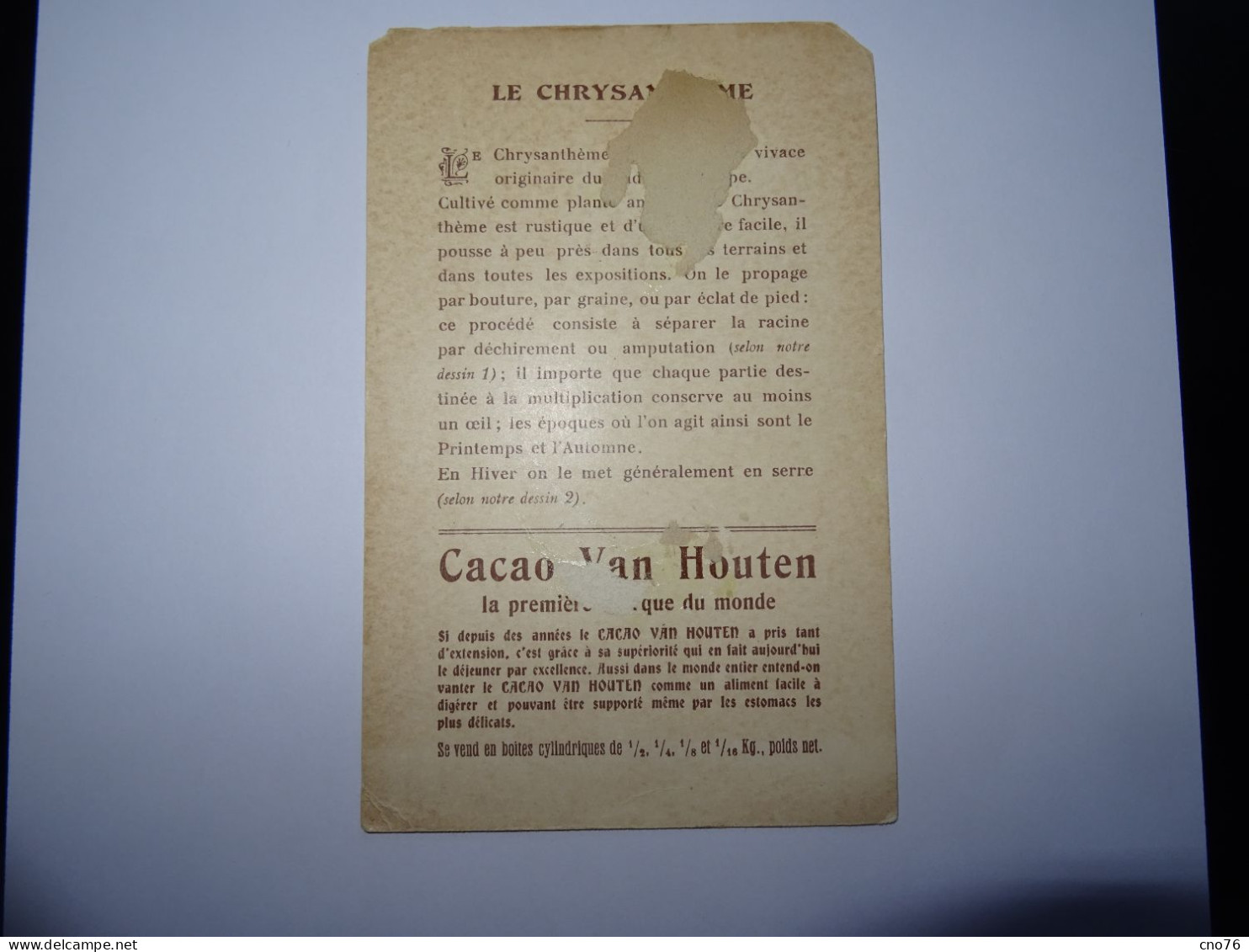 Cacao Van Houten Le Chrysanthème - Van Houten
