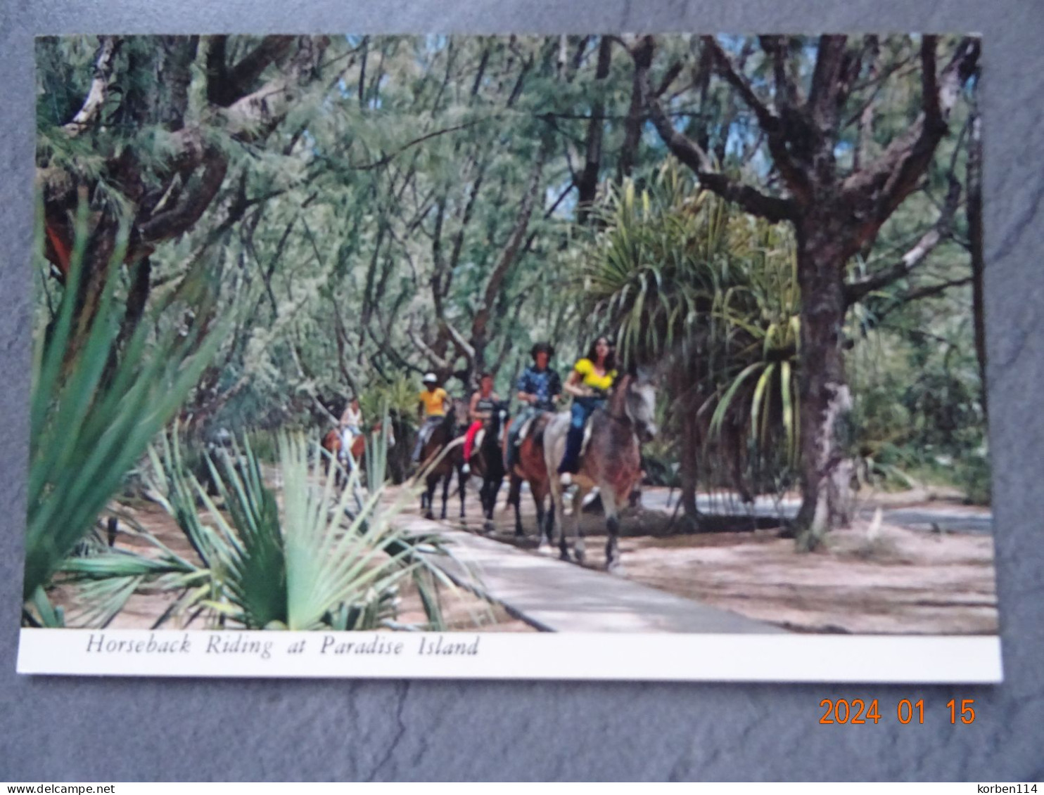 HORSEBACK RIDING AT PARADISE ISLAND - Bahama's