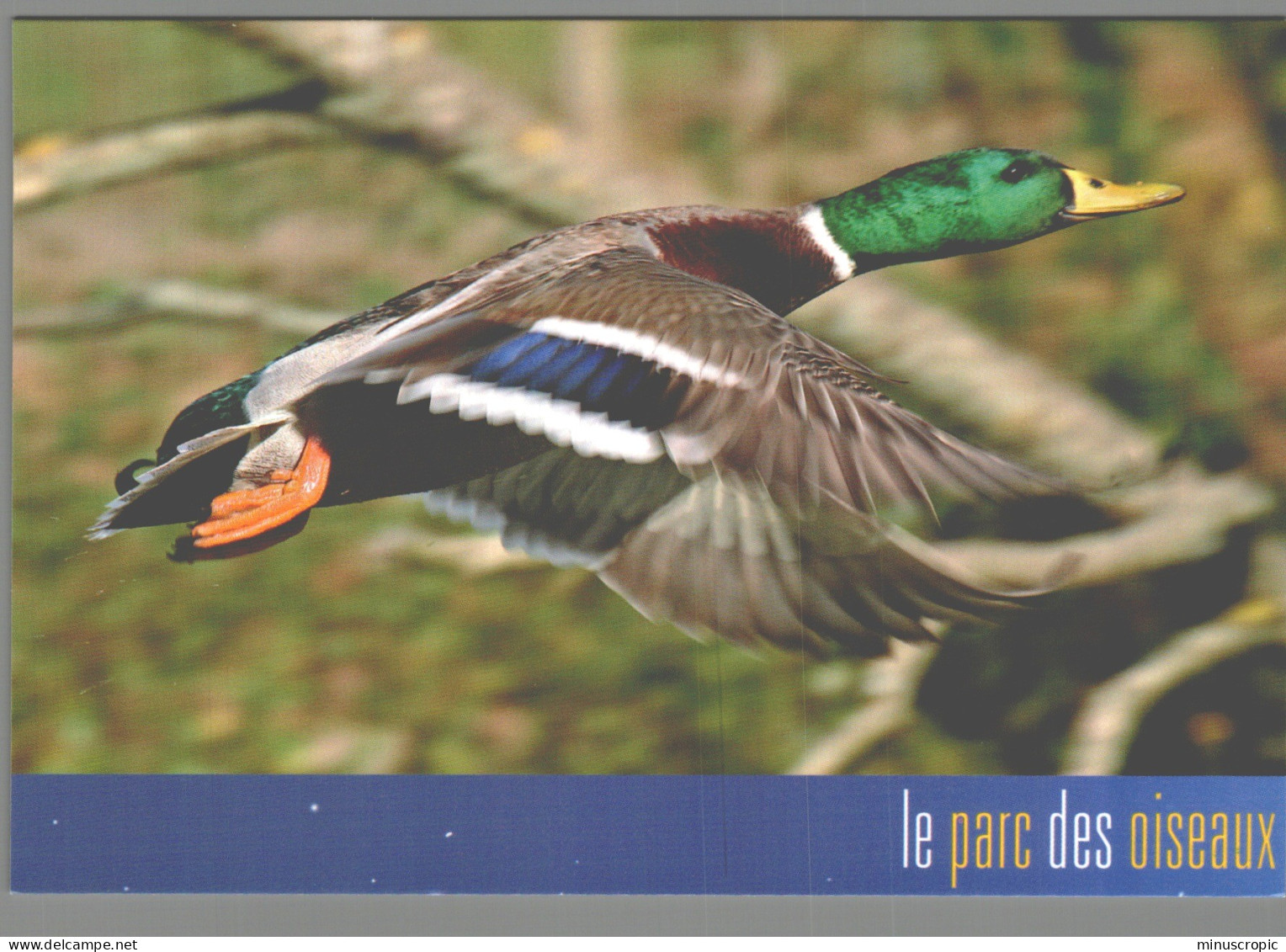 CPM 01 - Villars Les Dombes - Parc Des Oiseaux - Colvert - Villars-les-Dombes