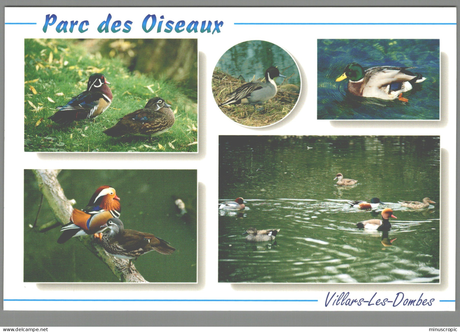 CPM 01 - Villars Les Dombes - Parc Ornithologique - Canards - Colvert - Villars-les-Dombes