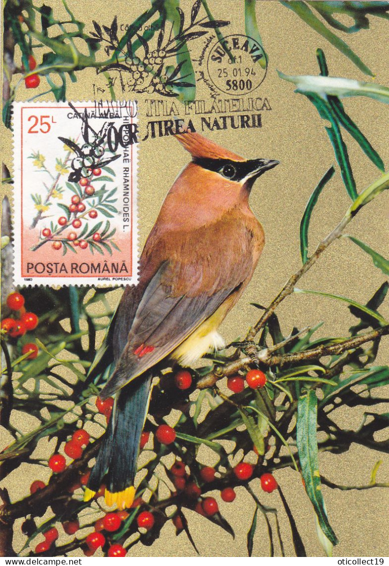 MEDICINAL PLANTS,BIRDS,MAXI CARD ,CM,CARTES MAXIMUM 1996 SUCEAVA ROMANIA. - Plantas Medicinales