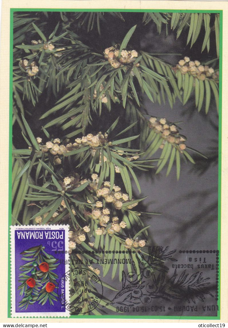 MEDICINAL PLANTS,MAXI CARD ,CM,CARTES MAXIMUM 1998 SUCEAVA ROMANIA. - Geneeskrachtige Planten