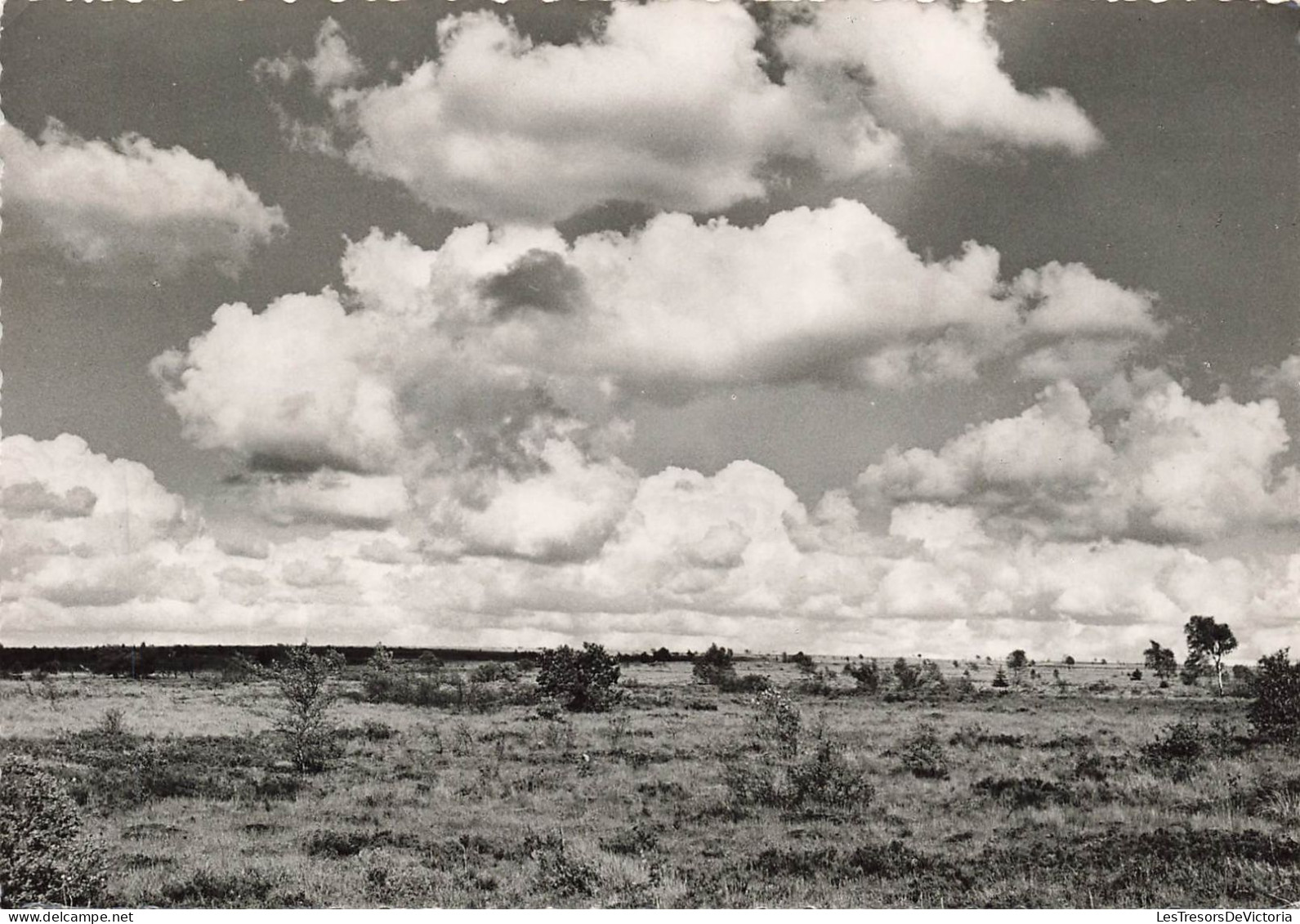 BELGIQUE - Jalhay - Hautes Fagnes - Hohes Venn - Carte Postale Ancienne - Jalhay