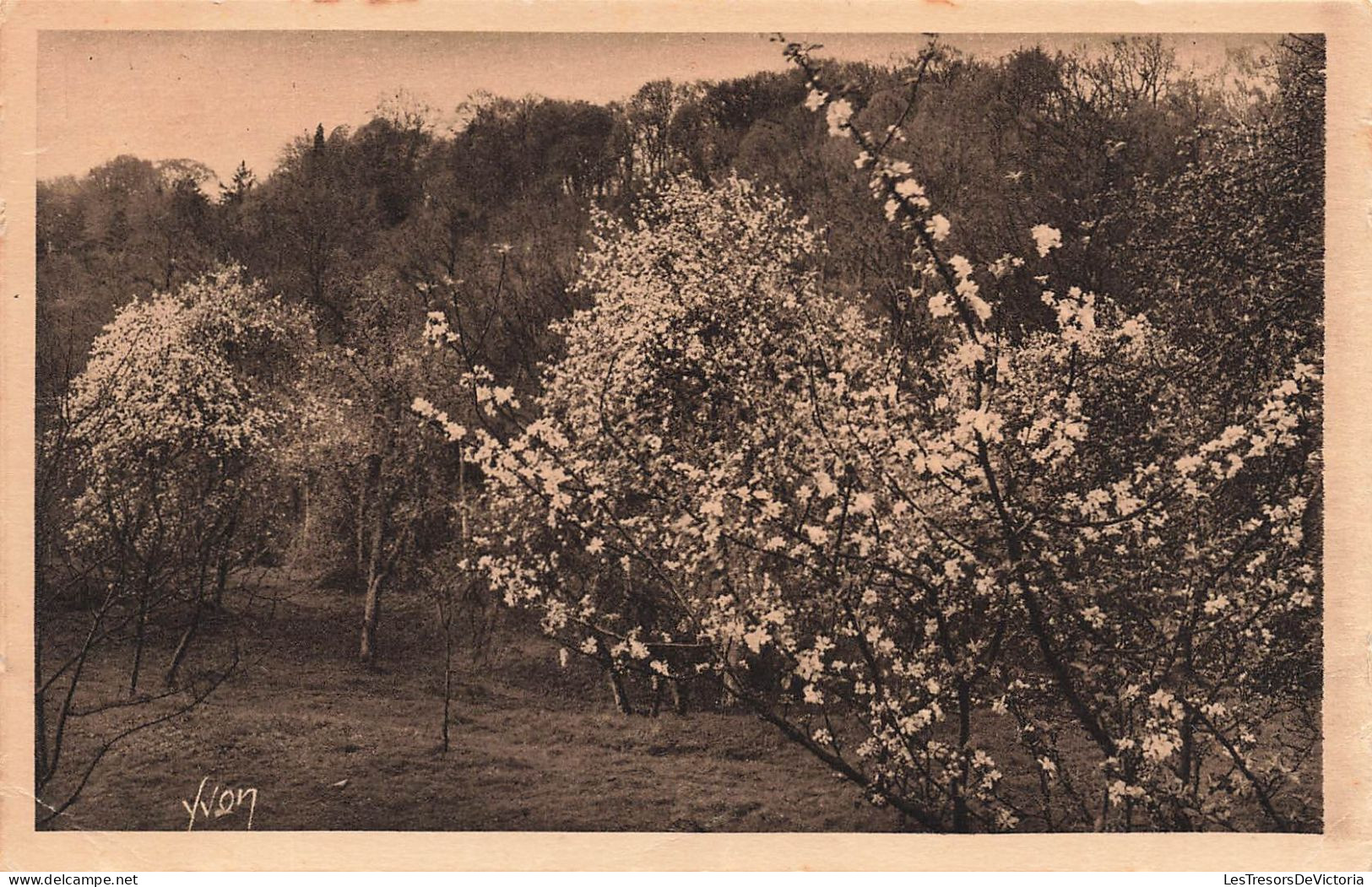 FRANCE - Normandie - Pommiers En Fleurs - Carte Postale Ancienne - Autres