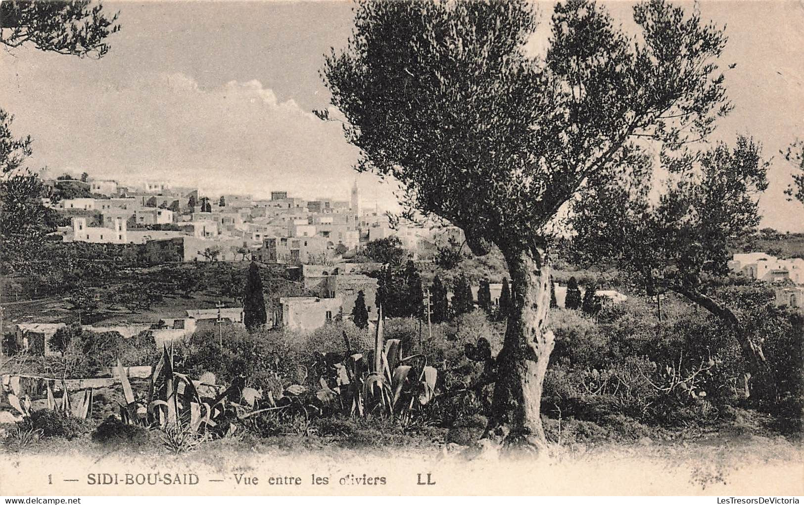 TUNISIE - Sidi Bou Said - Vue Entre Les Oliviers - Carte Postale Ancienne - Tunesien