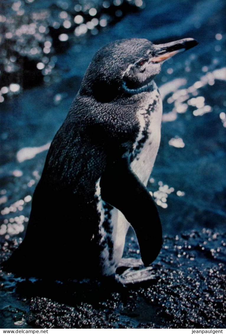 Helmut Bechtel - Zoo-Galapagos - Geography