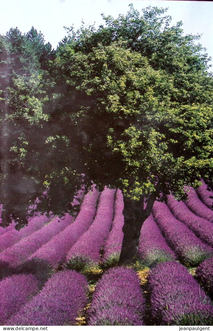 Anne-Marie Gourlia En Yves Bardy - Provence En Camargue - Géographie