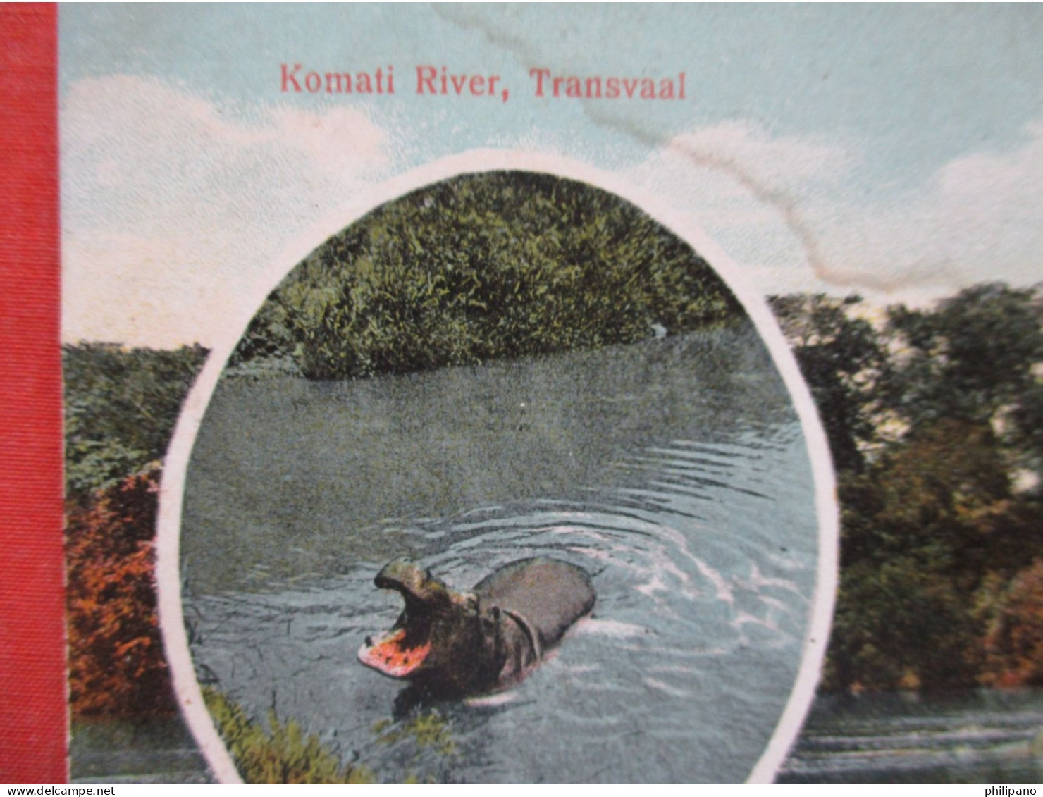 Hippopotamuses  Komati River Transvaal   Ref 6299 - Hippopotames