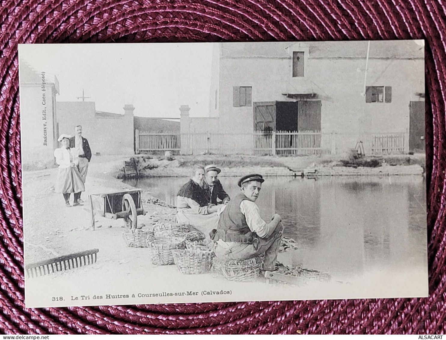 Courseulles-sur-mer Le Tri Des Huitres , Dos 1900 - Courseulles-sur-Mer