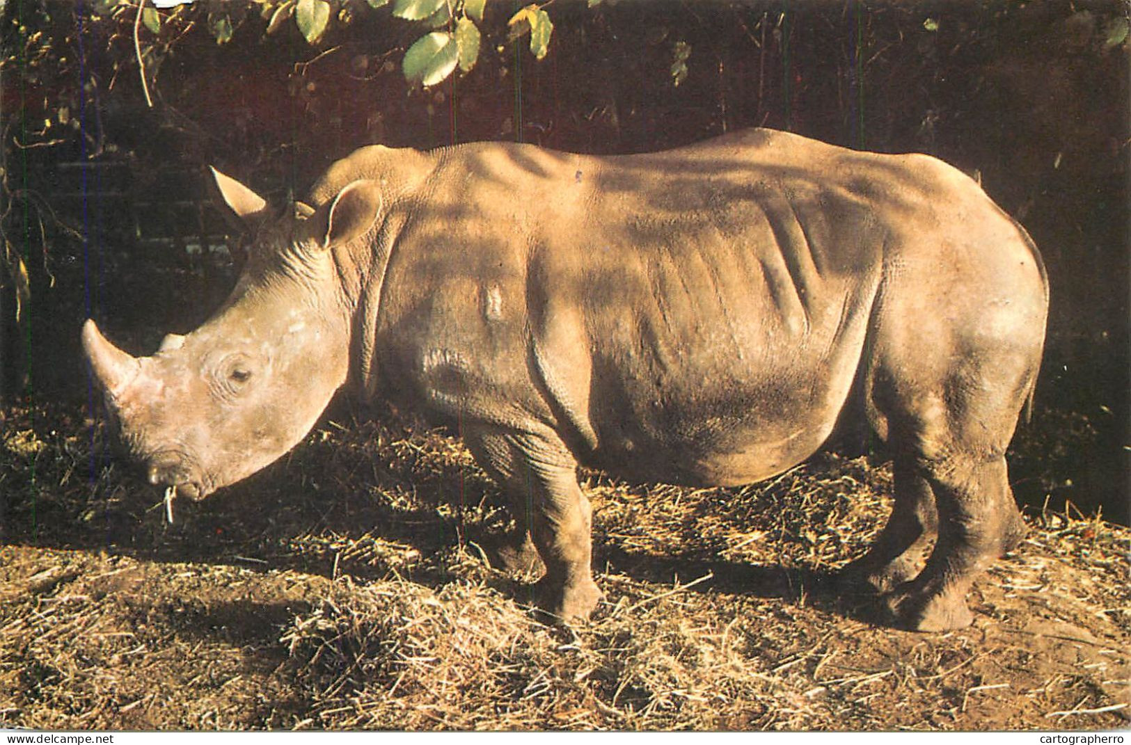 Animal Postcard Rhinoceros White Rhino South Africa Colchester Zoo - Rhinocéros