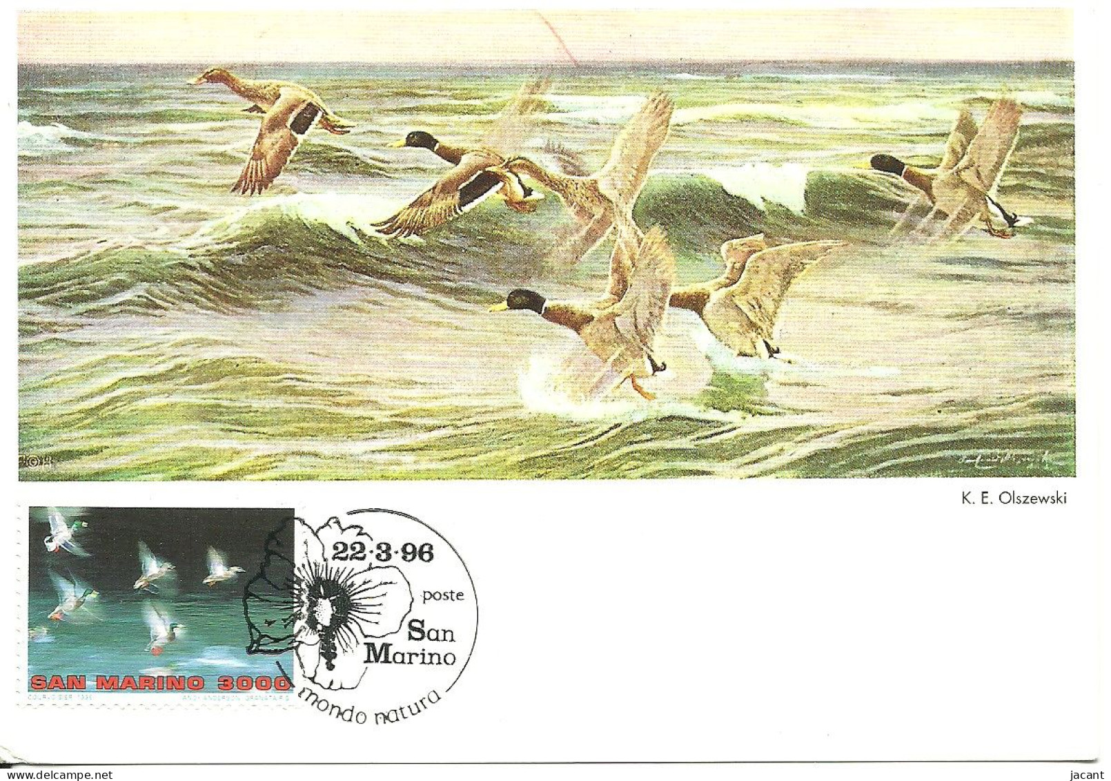 Carte Maximum - San Marino - Pato Real - Anas Platyrhynchos - Canards - Mallard - Storia Postale