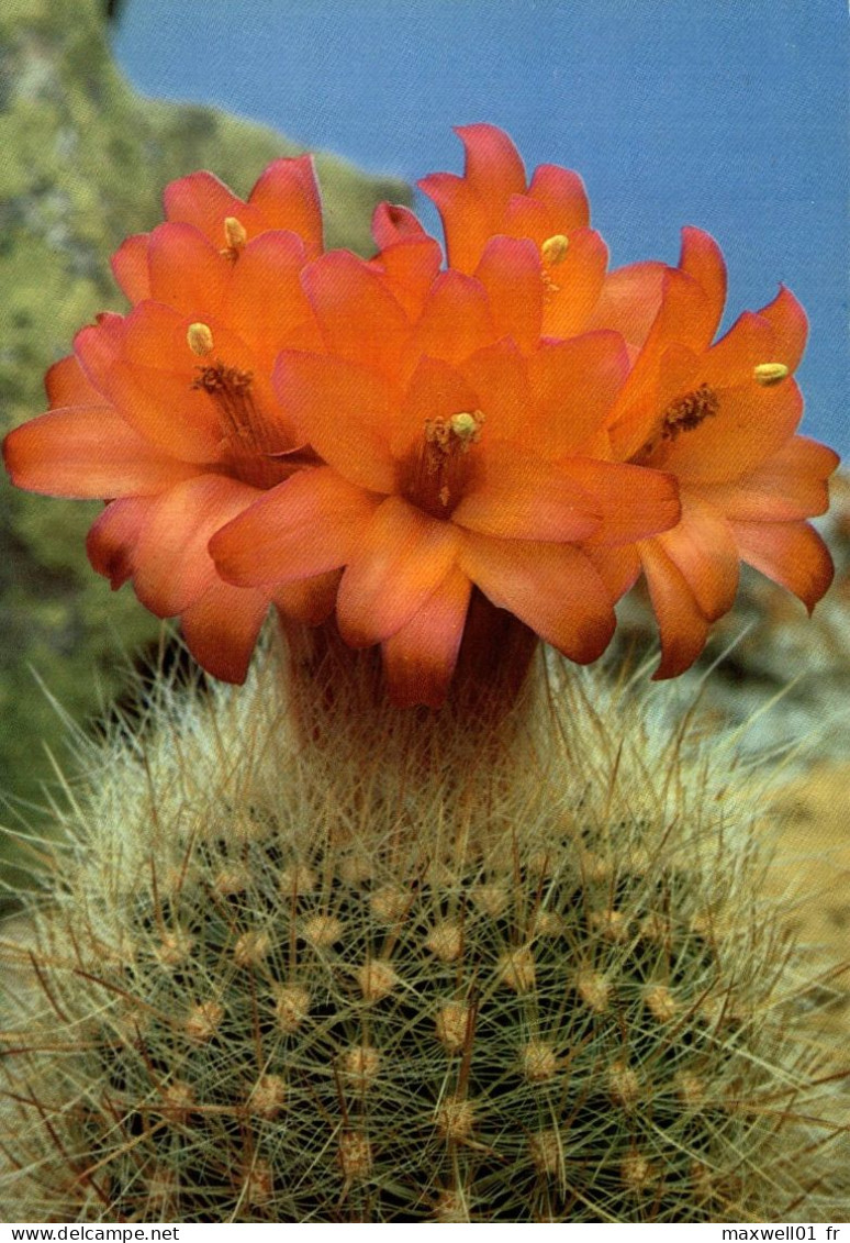 N6 - Carte Postale - Plante - Cactus - Matucana Weberbaueri - Sukkulenten