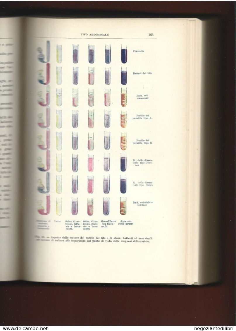 Medicina +Kolle - Hetsch MALATTIE INFETTIVE .-Ed. S.E.L. Milano 1908 - Alte Bücher