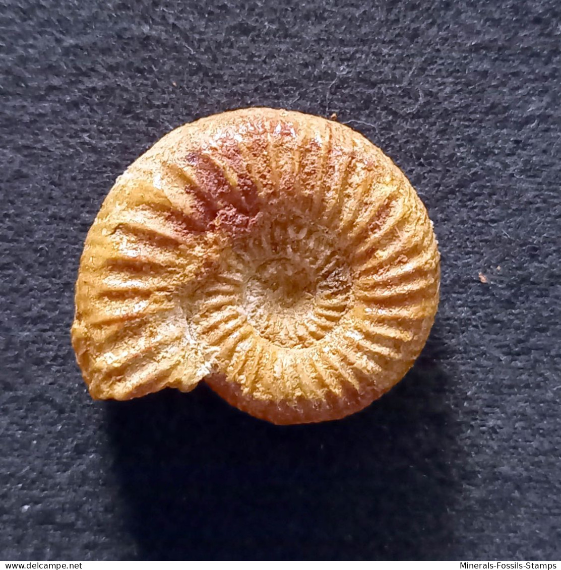 #ALLIGATICERAS  OBLIQUEPLICATUM Fossile, Ammonite, Jura (Madagaskar) - Fossils
