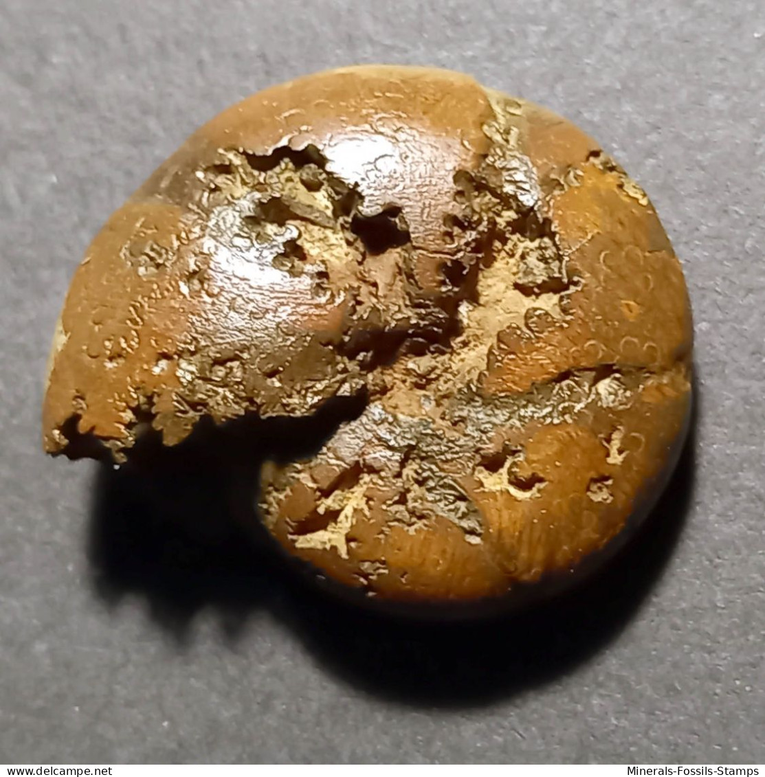 #BHIMAITES Sp (1) Fossile, Ammonite, Kreide (Russische Föderation) - Fossiles