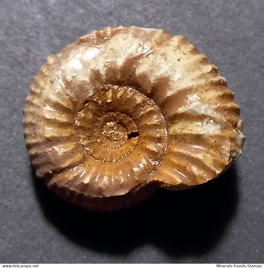 #CAELOCERAS MARESI Fossil, Ammonit, Jura (Frankreich) - Fossilien