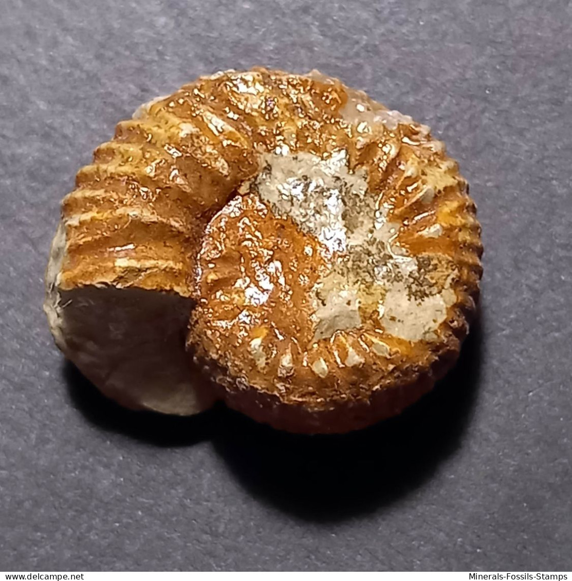 #CAELOCERAS MARESI Fossil, Ammonit, Jura (Frankreich) - Fossilien