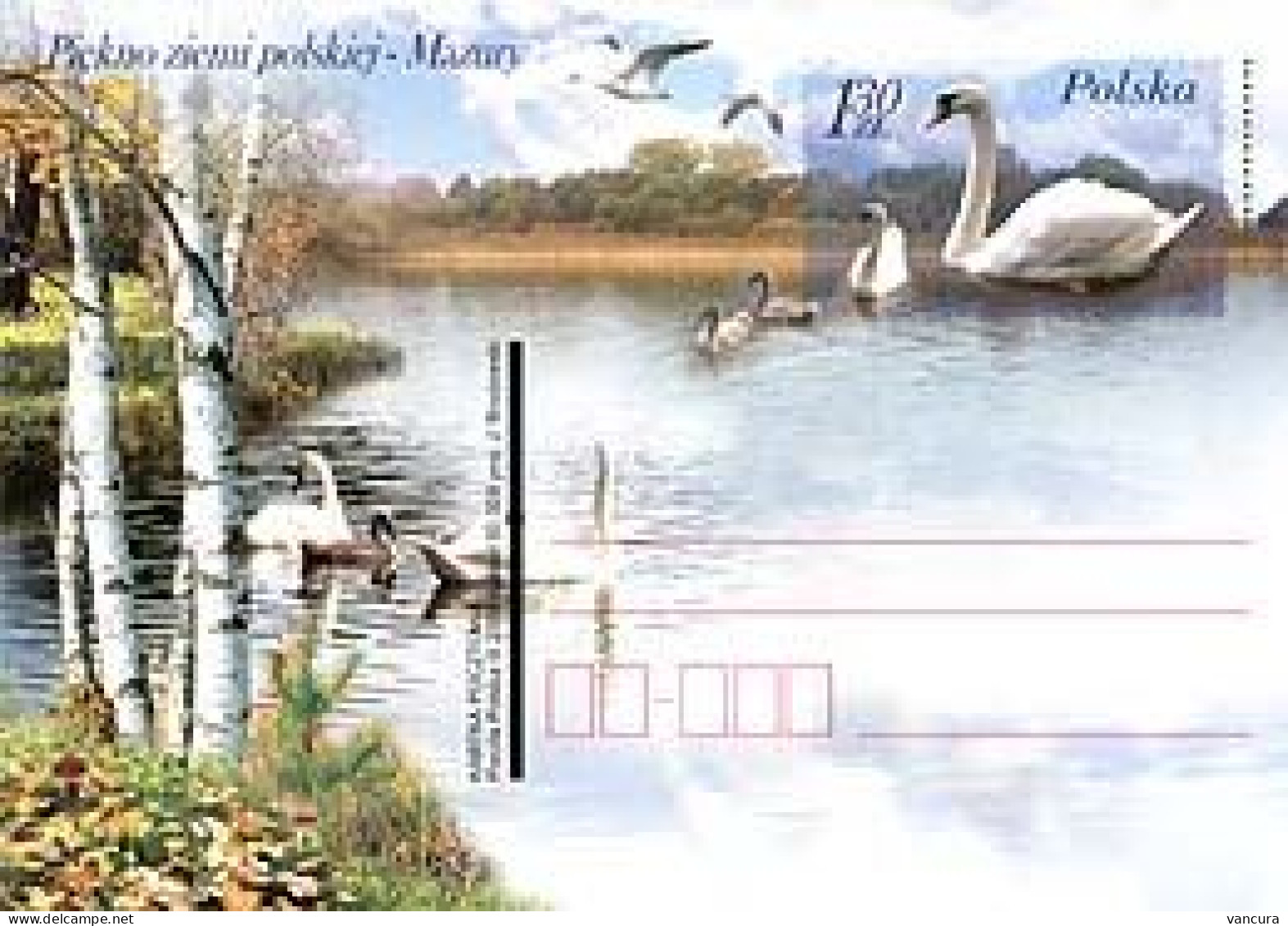 Cp 1394 Poland Beauty Of The Polish Land Mazury Swan 2006 - Cygnes