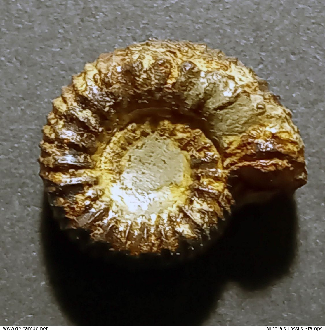 #CATACOELOCERAS ARMATUM Fossile, Ammonite, Jura (Frankreich) - Fossielen
