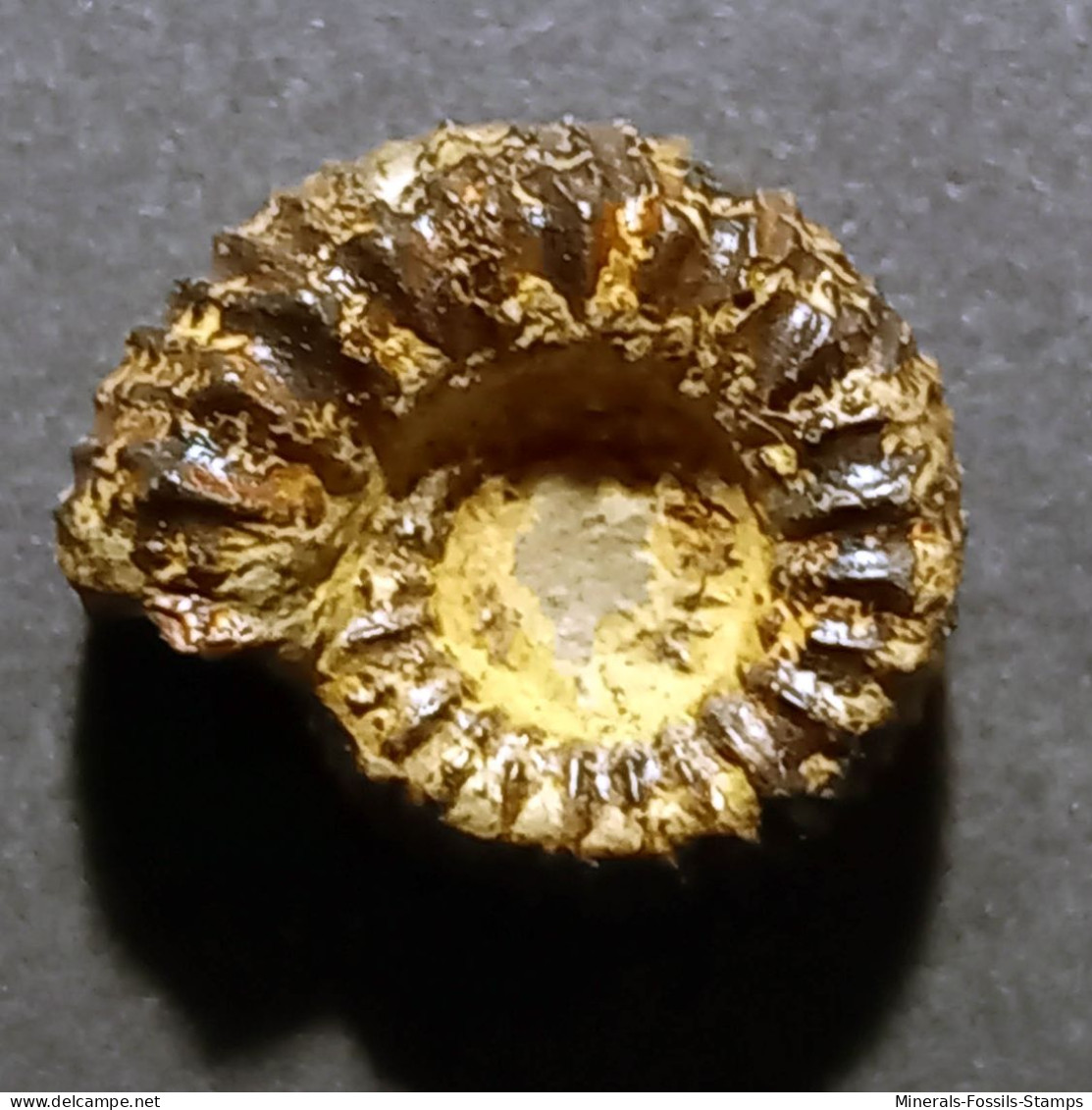 #CATACOELOCERAS ARMATUM Fossile, Ammonite, Jura (Frankreich) - Fossielen