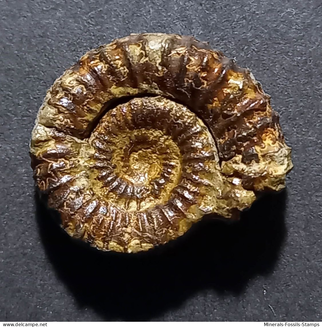 #CATACOELOCERAS CONFECTUM Fossile, Ammonite, Jura (Marokko) - Fossili