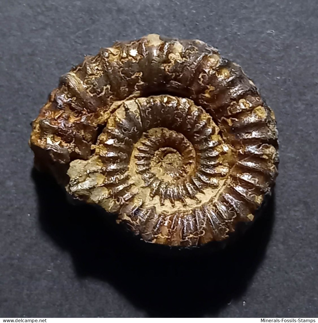 #CATACOELOCERAS CONFECTUM Fossile, Ammonite, Jura (Marokko) - Fossielen