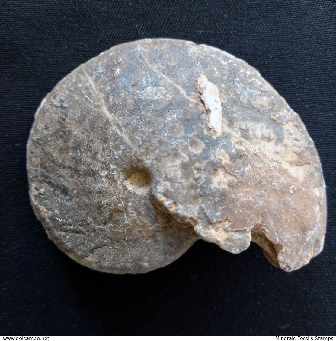 #CHOFFATICERAS SEGNE Fossile, Ammonite, Kreide (Marokko) - Fossils