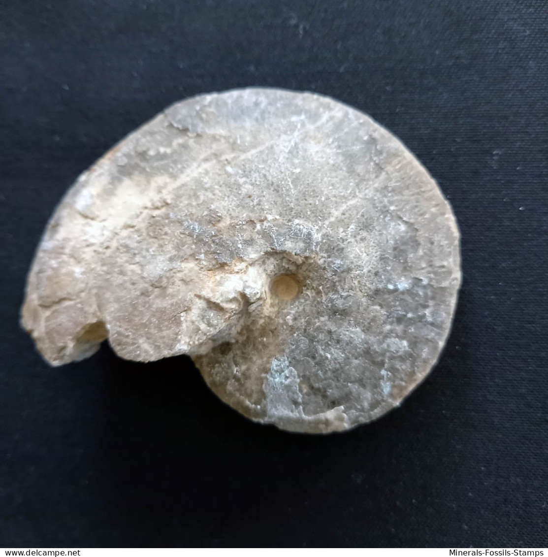 #CHOFFATICERAS SEGNE Fossile, Ammonite, Kreide (Marokko) - Fossils