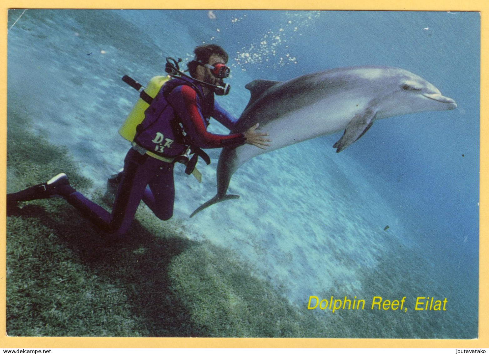 The Bottle Nose Dolphin And Diver - Dolphin Reef, Eilat, Israel - Dauphins