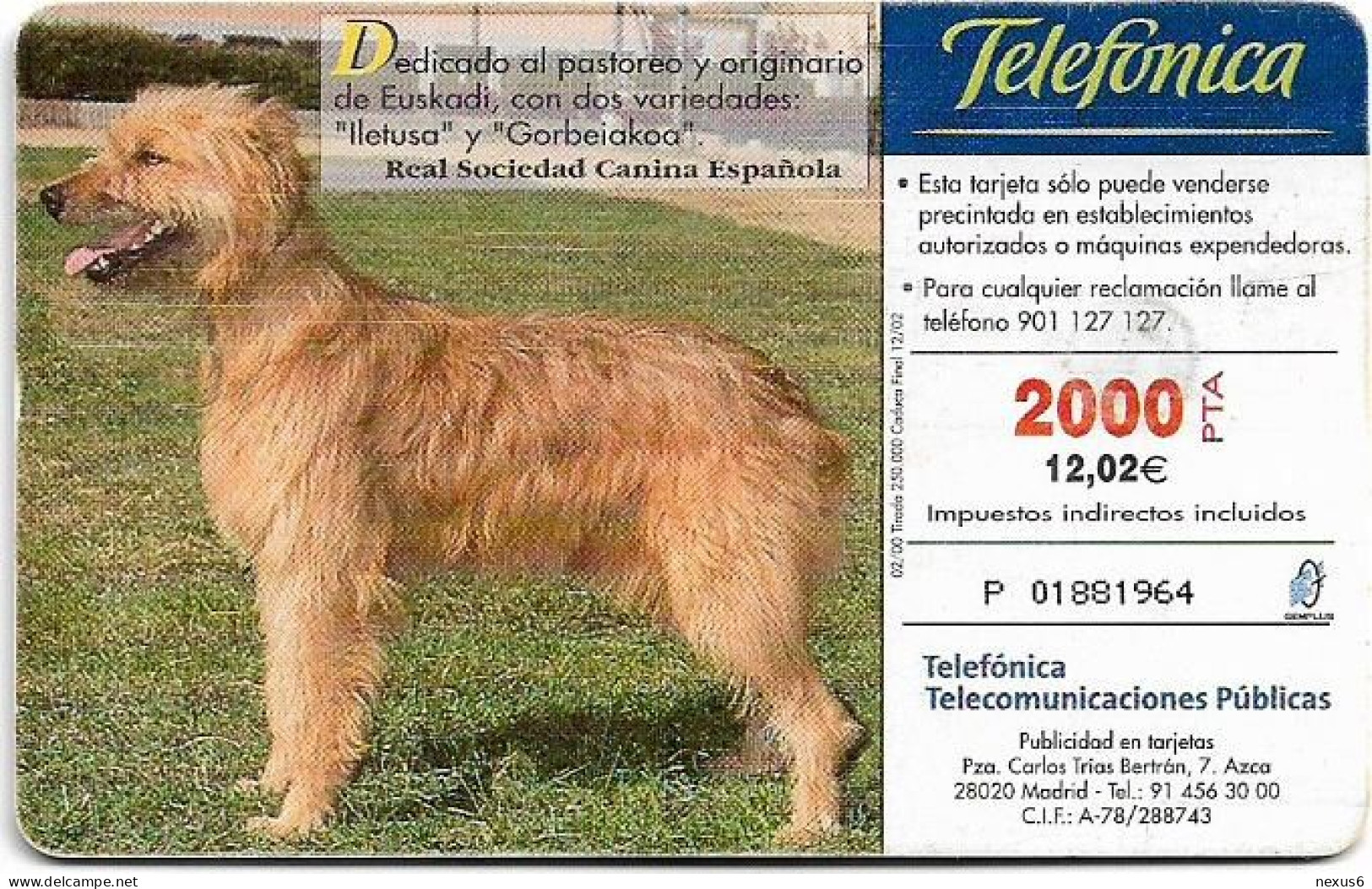 Spain - Telefónica - Razas Caninas Ibericas - Pastor Vasco - B-084 - Gem5 Black, 02.2000, 2.100PTA, 250.000ex, Used - Basisausgaben