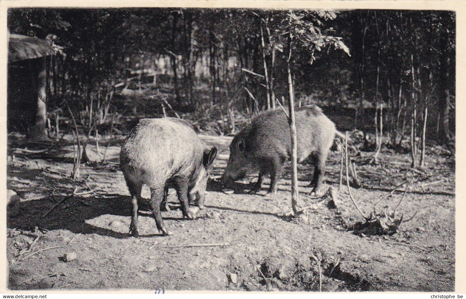 Maissin, Sangliers Dans Les Bois (pk86919) - Paliseul