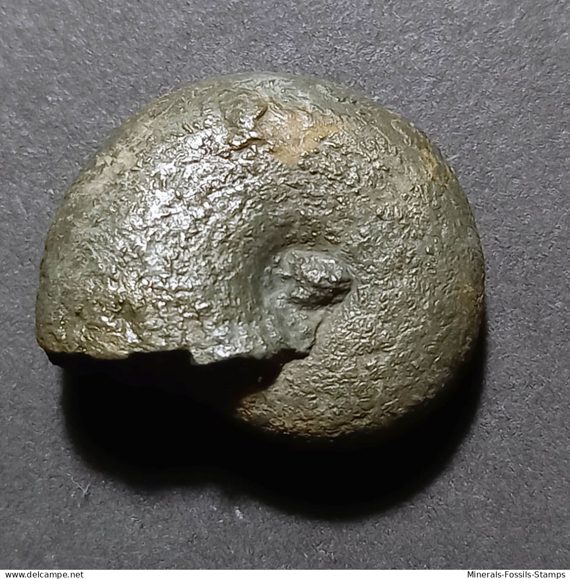 #DAMESITES SUGATA Fossile, Ammonite, Kreide (Frankreich) - Fossielen