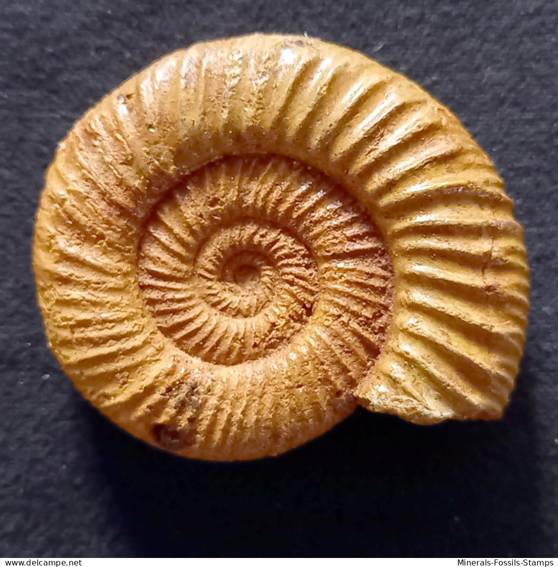 #DICHOTOMOSPHINCTES ANTECEDENS Fossile, Ammonite, Jura (Madagaskar) - Fossielen