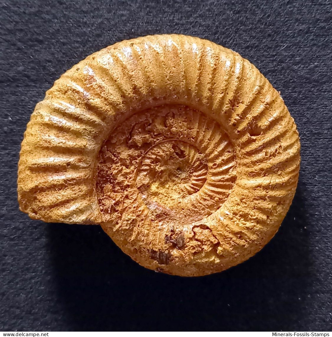 #DICHOTOMOSPHINCTES ANTECEDENS Fossile, Ammonite, Jura (Madagaskar) - Fossilien