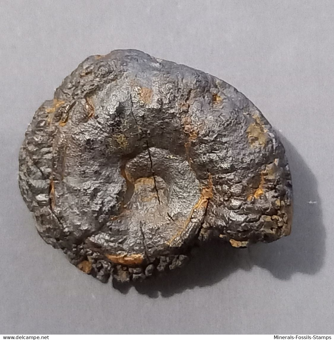 #HAMEIMACERAS ZGHALAE Fossile, Ammonite, Jura (Tunesien) - Fossiles