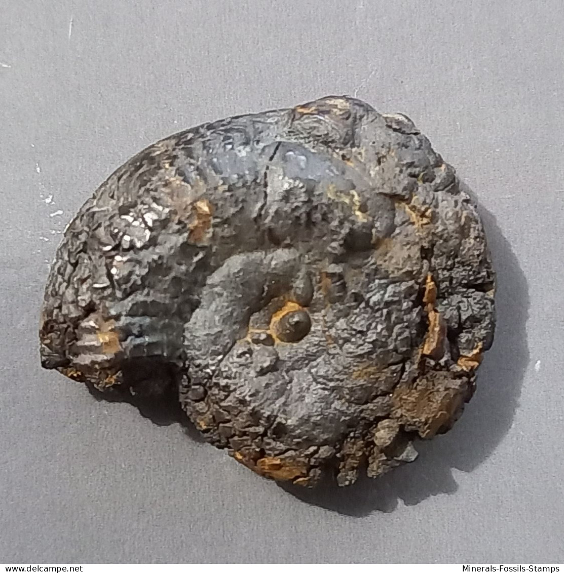 #HAMEIMACERAS ZGHALAE Fossile, Ammonite, Jura (Tunesien) - Fossils