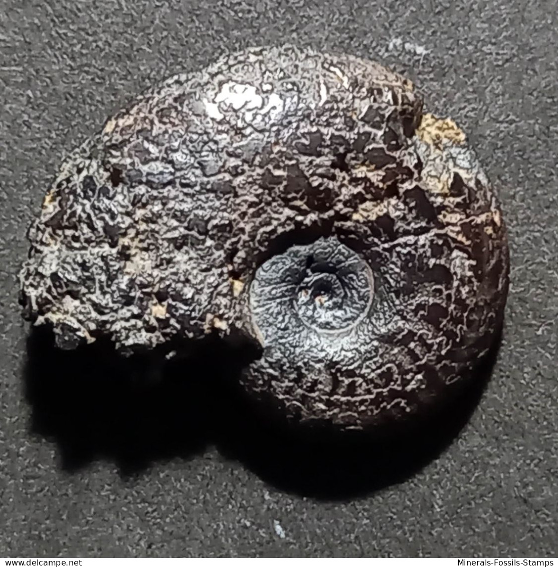 #HARPOCERAS WUNSTORFI V. ALTERNANS Fossile, Ammonite, Jura (Frankreich) - Fossils