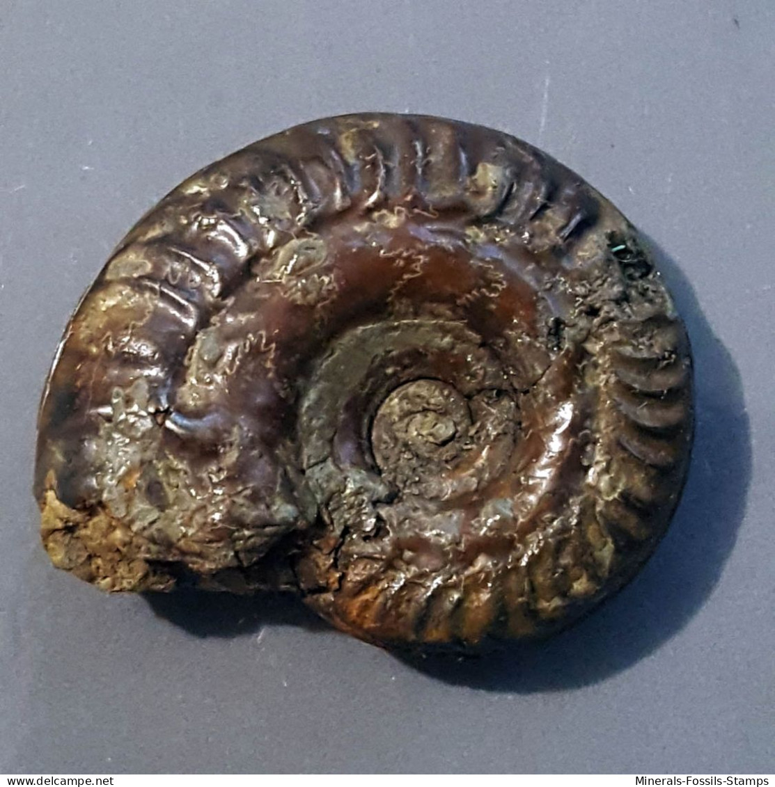 #HILDOCERAS BIFRONS ANGUSTISIPHONATUM Ammonite Fossile Jura (Tunesien) - Fossielen