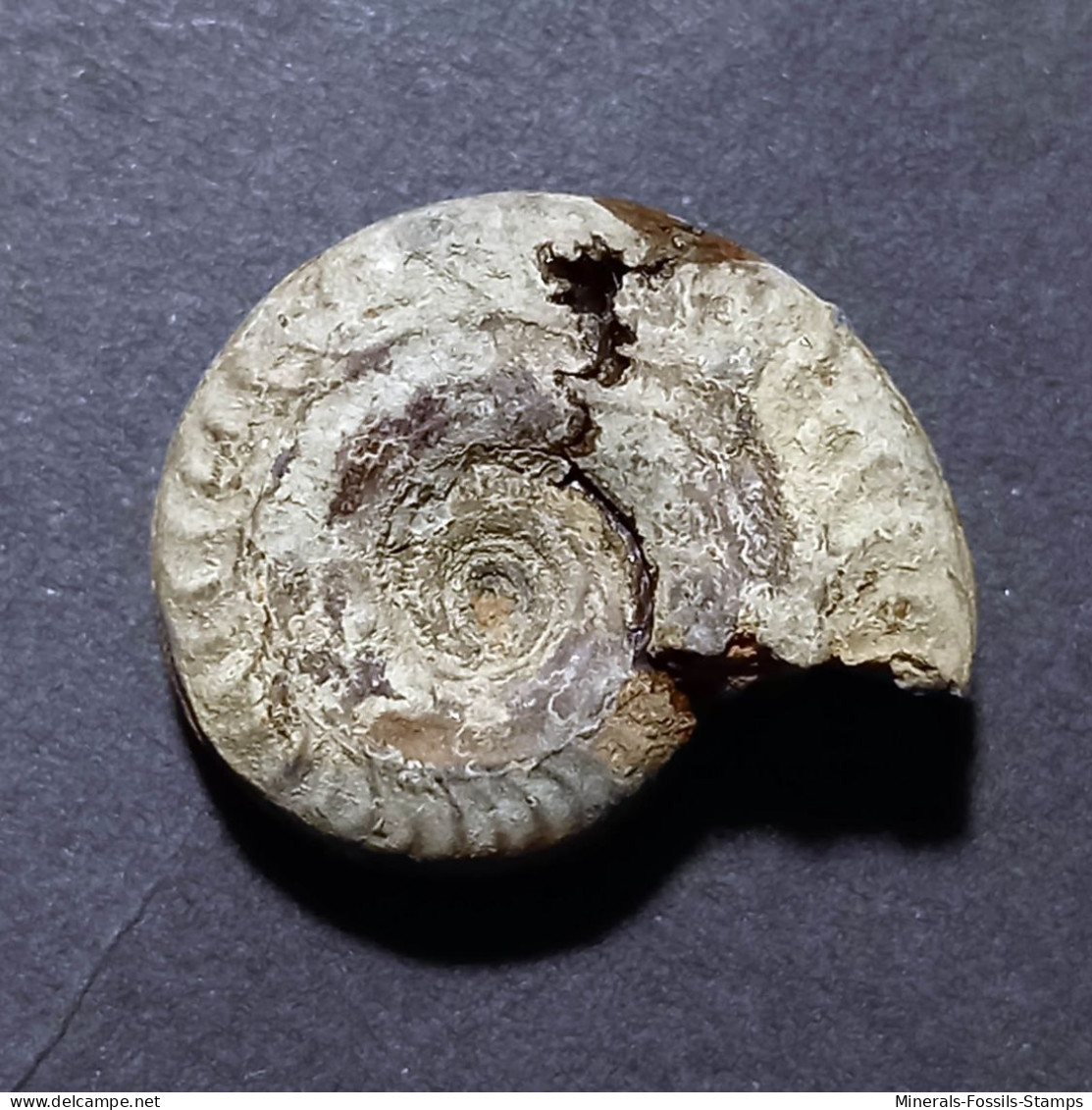 #HILDOCERAS SUBLEVISONI Fossil, Ammonit, Jura (Algerien) - Fossilien