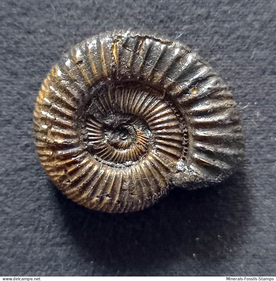 #HOMEOPLANULITES EVOLUTUM Fossile, Ammonite, Jura (Nepal) - Fossils