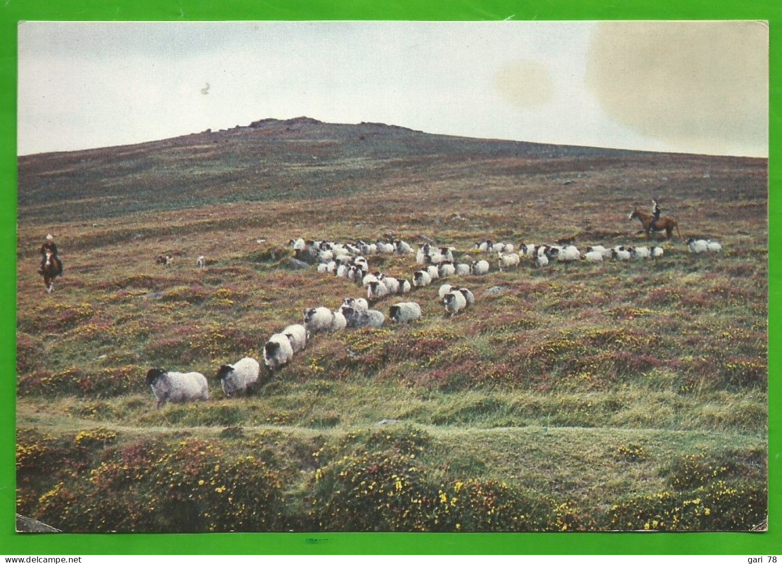 CP Rouding Up Sheep On Dartmoor DEVON - Dartmoor