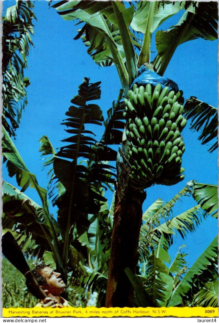 18-1-2024 (1 X 25) Australia - NSW - Harvesting Banana In Coffs Harbour - Coffs Harbour