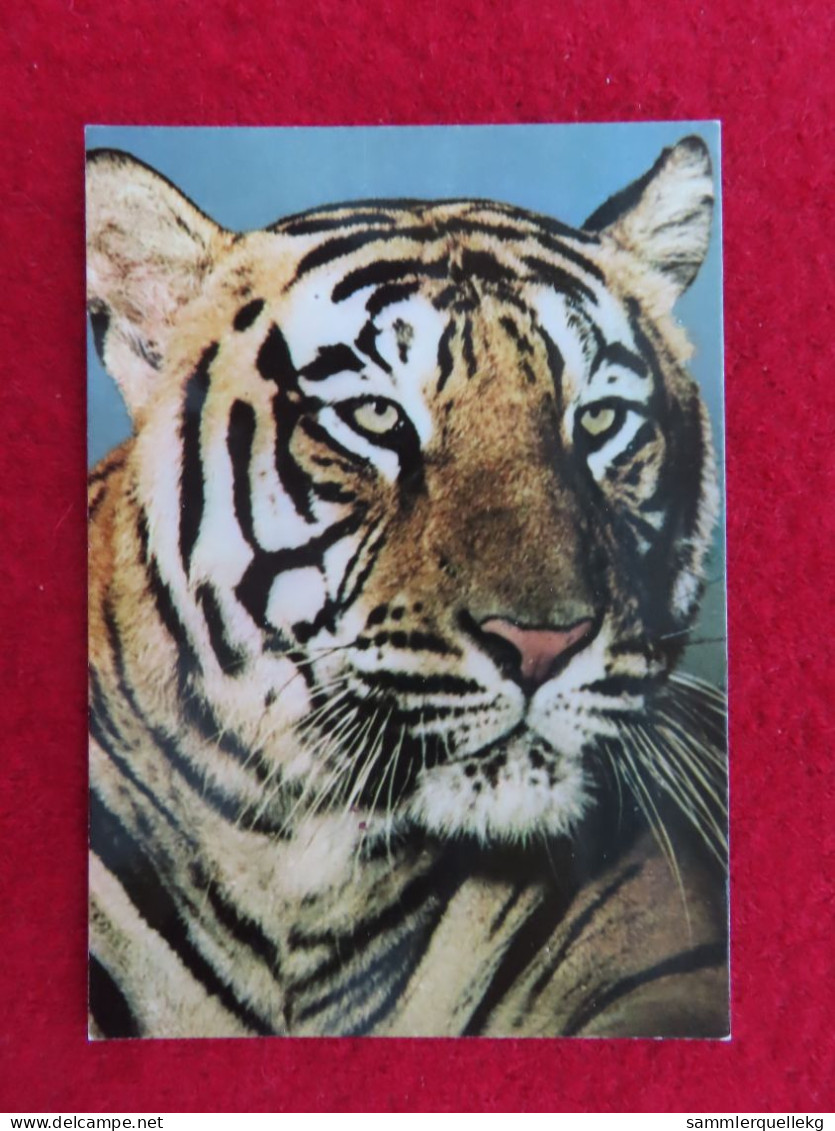 AK: Tiger, Ungelaufen (Nr. 5345) - Tigers