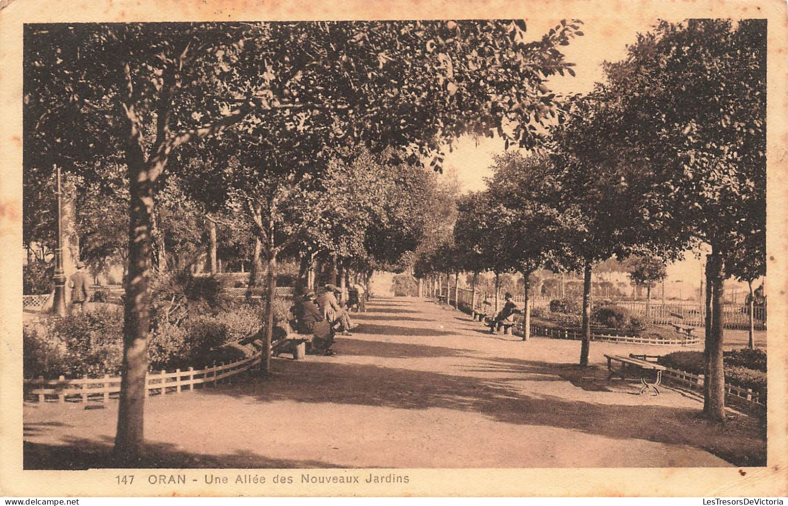 ALGERIE - Oran - Une Allée Des Nouveaux Jardins - Carte Postale Ancienne - Oran