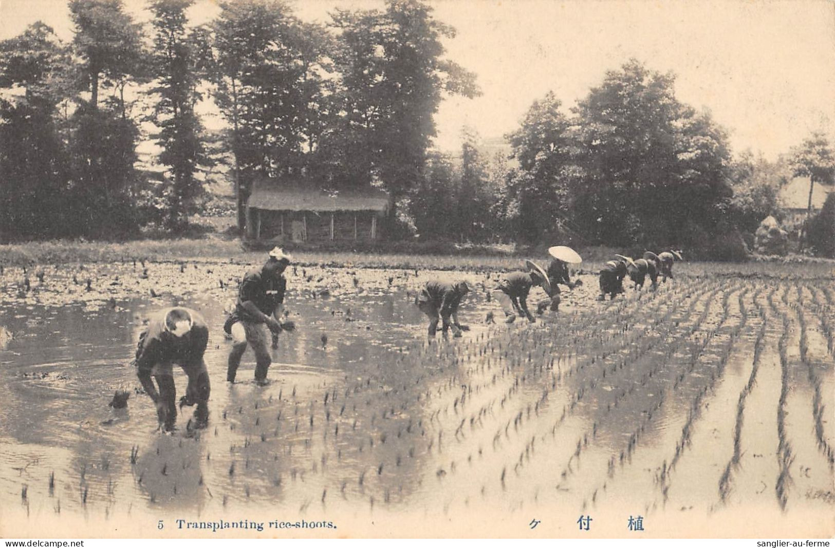 CPA JAPON / TRANSPLANTING RICE SHOOTS - Autres & Non Classés