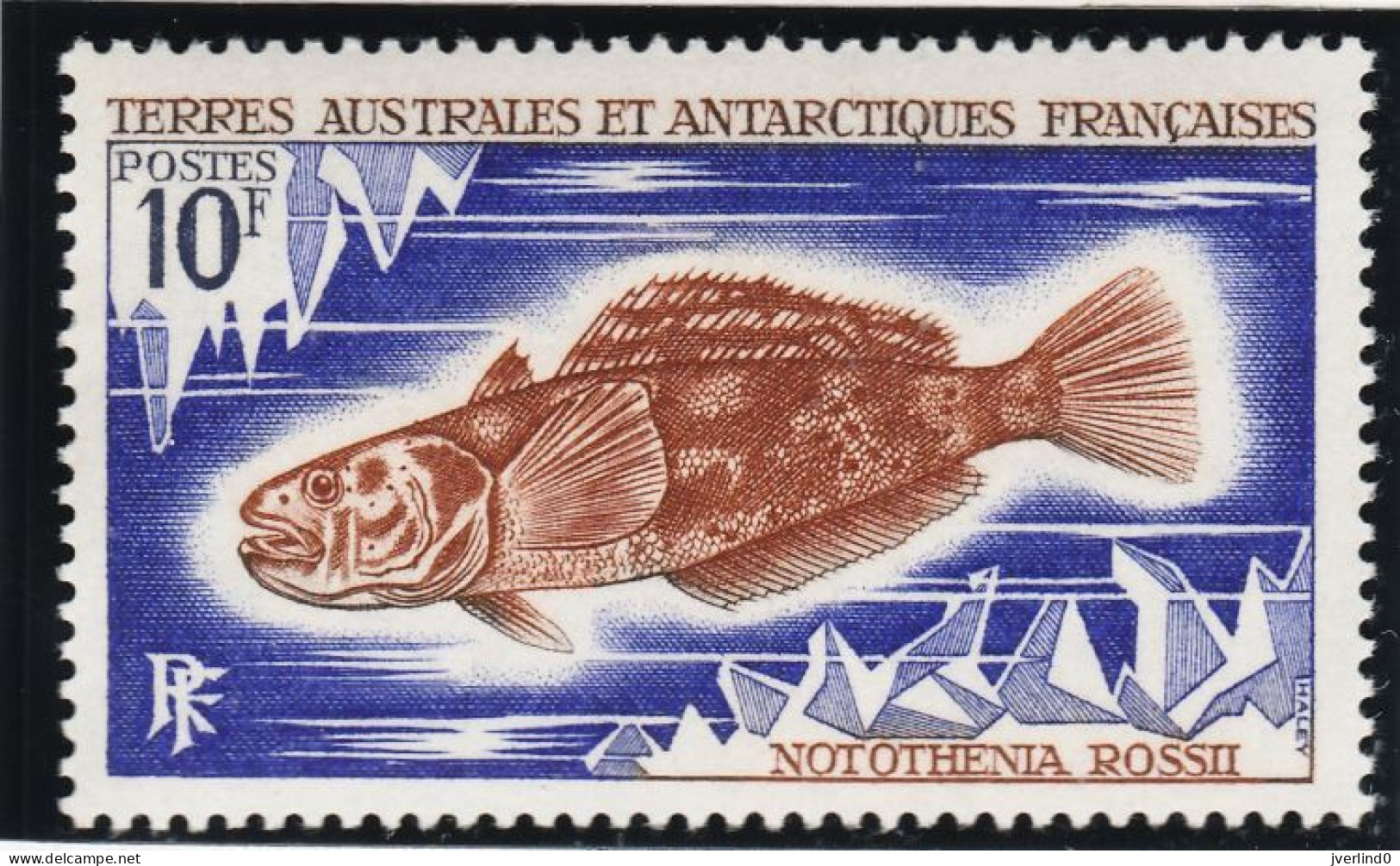 TAAF 1971 Poissons Fishes Yv. 34-38 Neufs MNH - Maximum Cards